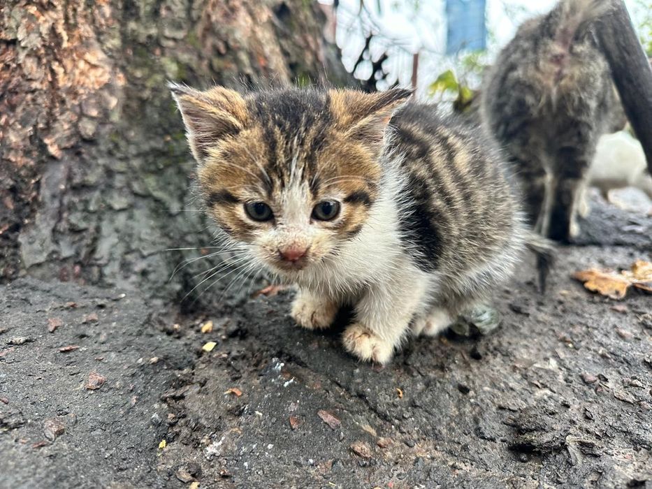 Отдам котят бесплатно