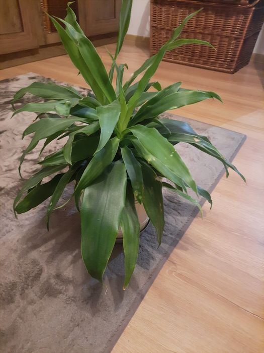 Kwiat doniczkowy Dracena
