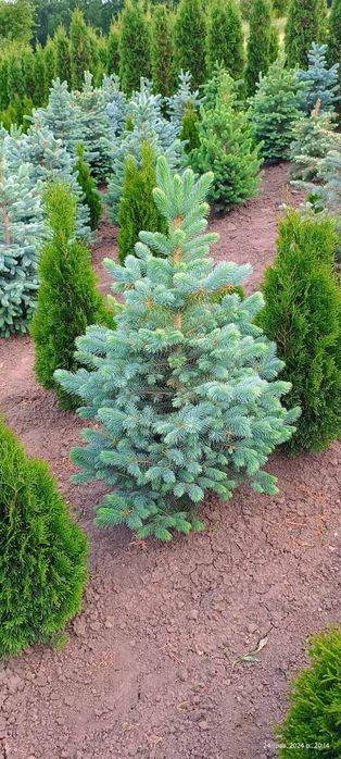 Туя , самшит, ялинка кейбаб,