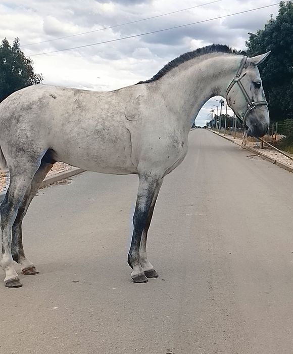 Poldro lusitano puro  .