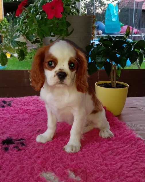 Cavalier King Charles Spaniel