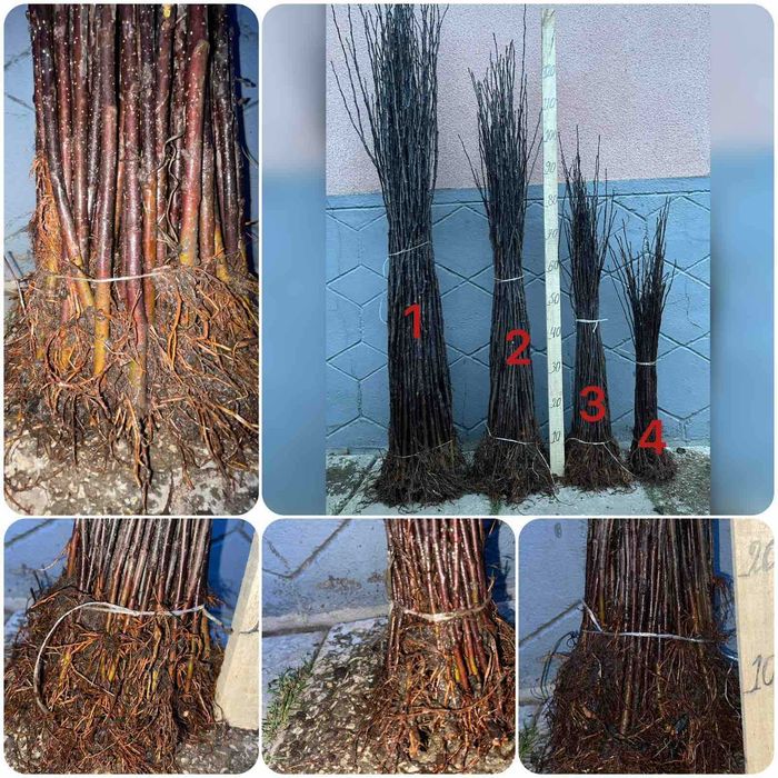 Продам підщепу 54-118