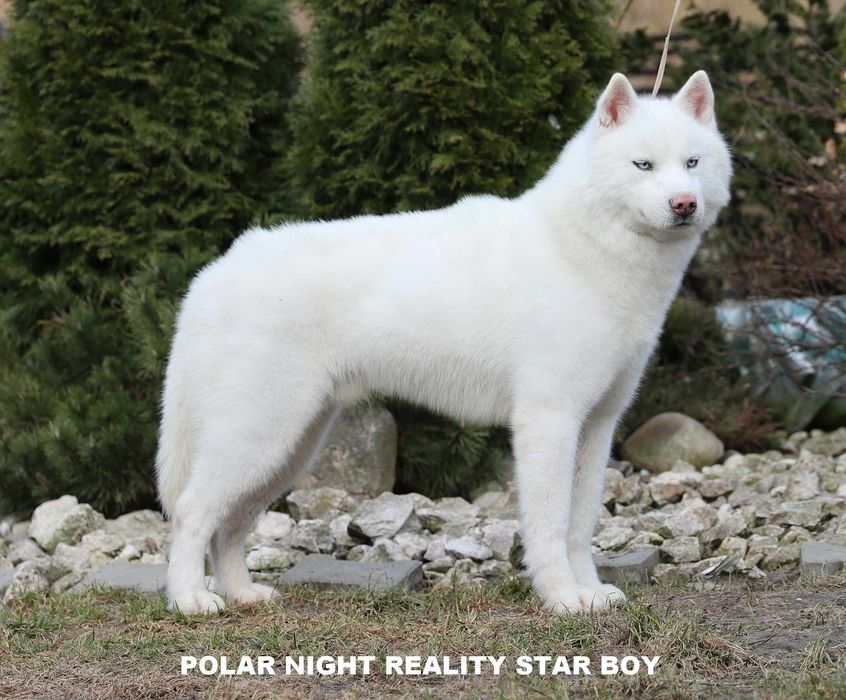 białe siberian husky ZKwP FCI