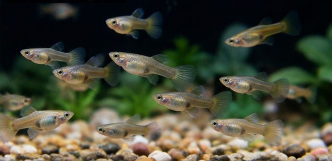 Guppies / Lebistes jovens – várias cores
