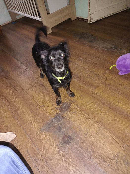 Oddam psa w dobre ręce wabi się Leydi