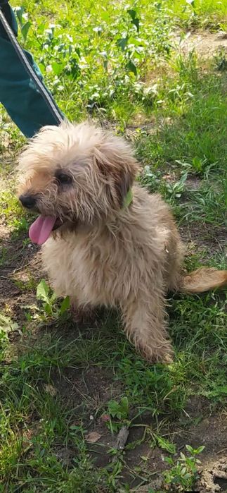Cooper czeka na swojego przyjaciela