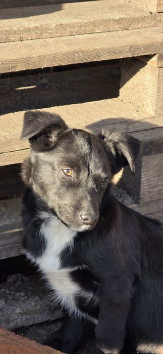 Безкоштовно добрі ручки...