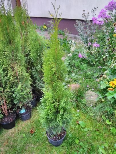 Thuja Smaragd 80 - 90 cm w Donicy max przyjec Podlaska TANI DOWÓZ