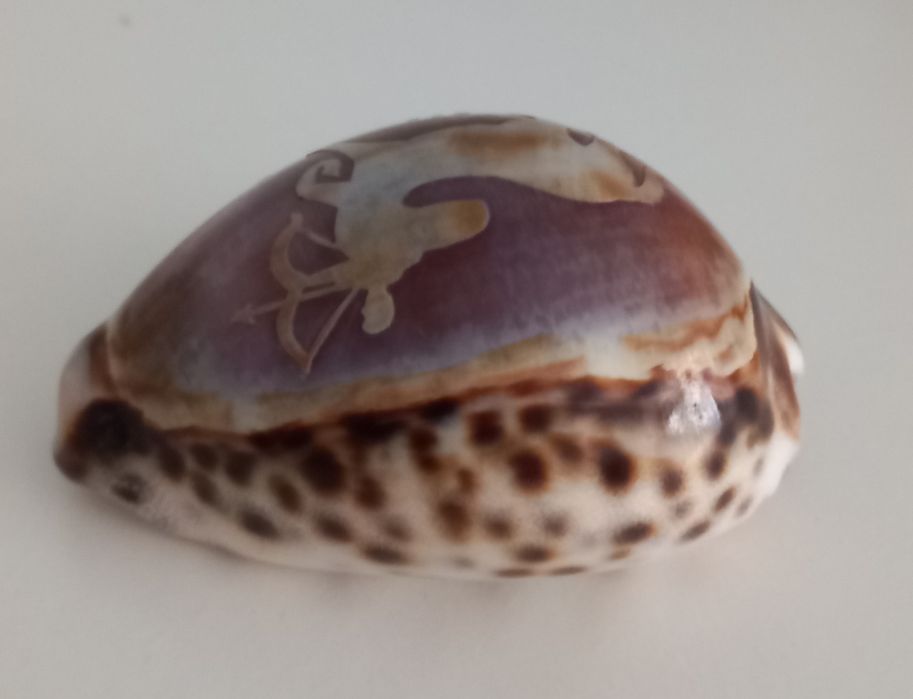 Búzio signo Sagitário