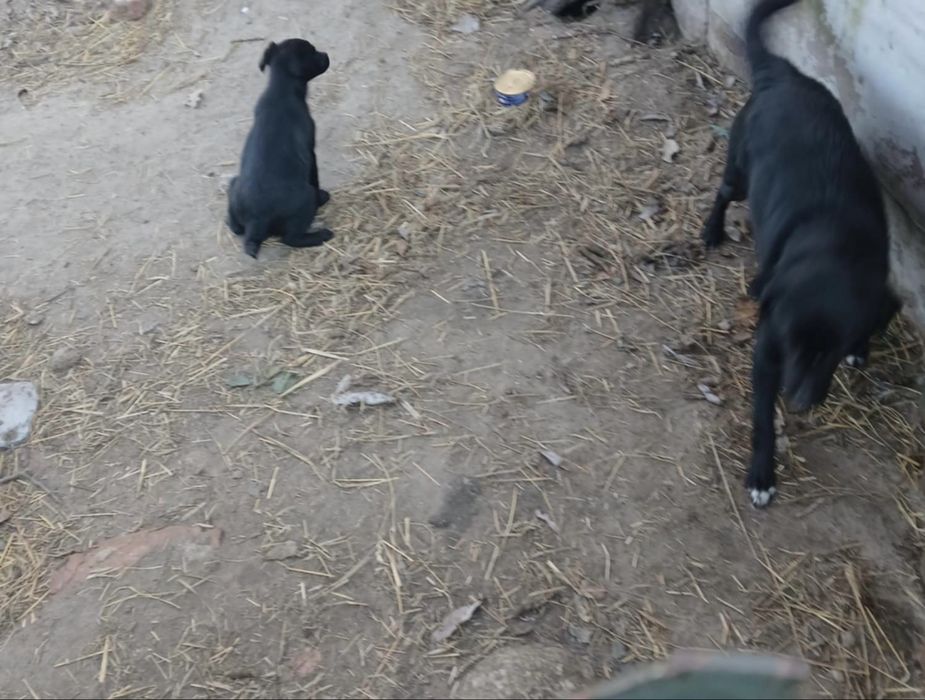 Kochany piesek oddam w dobre rece