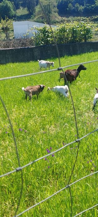 Cabras anãs para venda