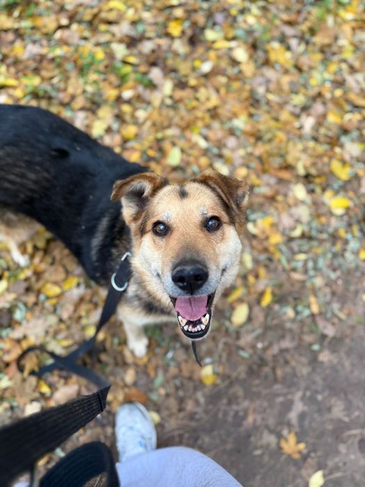 Łagodny i proludzki Ege poleca się do adopcji