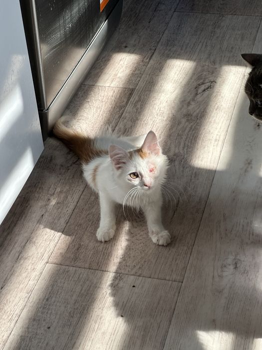 Отдам котёнка в добрые руки