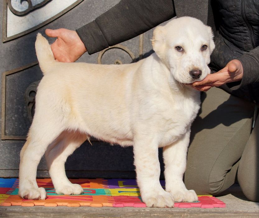 Середньоазіатськая вівчарка, алабай цуценята