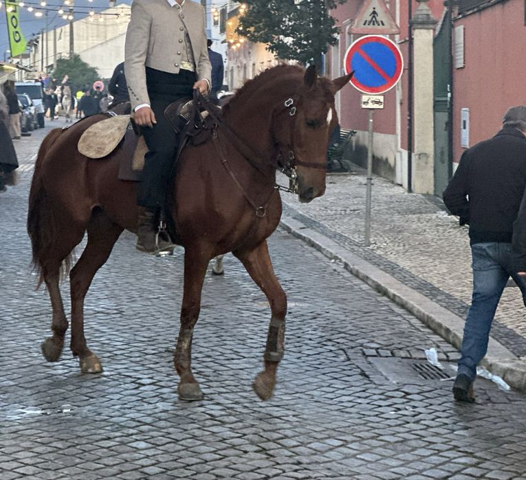 Egua de 5 anos com papeis