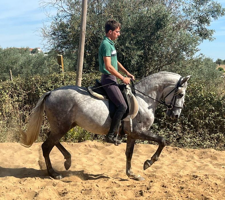 Poldro Lusitano de 4 anos