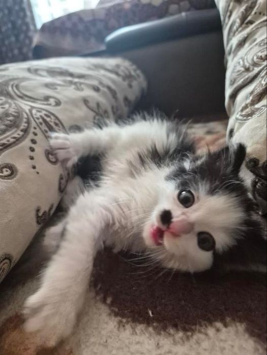 Кошенята.  Котик маленький