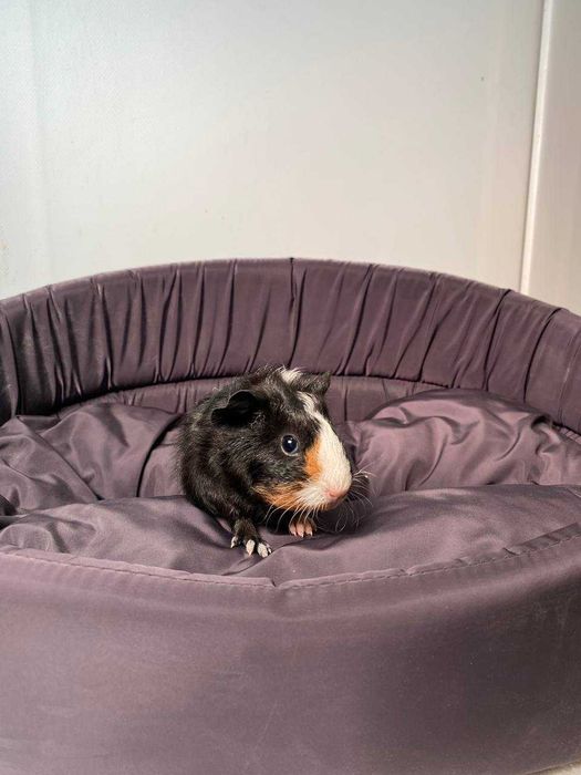 Мурчак, морська свинка до новорічних свят, ідеальні для діток у родину