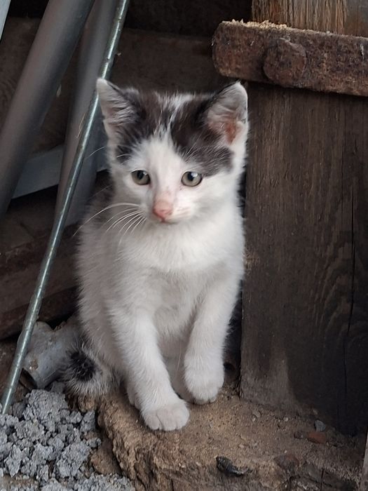 2 czarno białe małe kotki do oddania do adopcji  kocur i kotka
