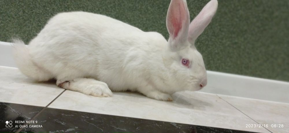 Кролі, кролики, самці , Білий Панон