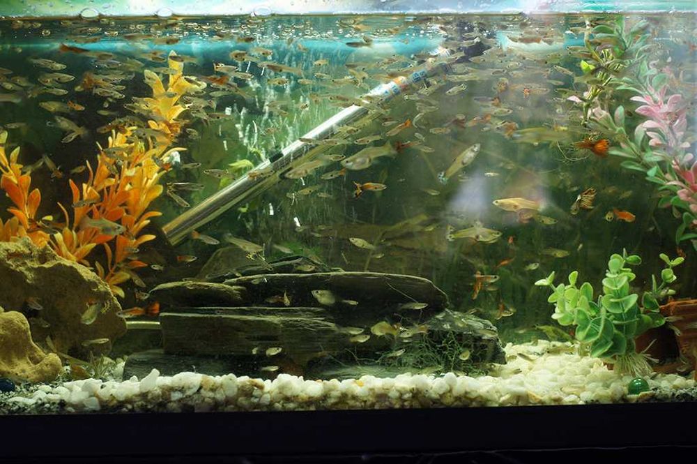 Peixes Guppy / Guppies Adultos /Plantas