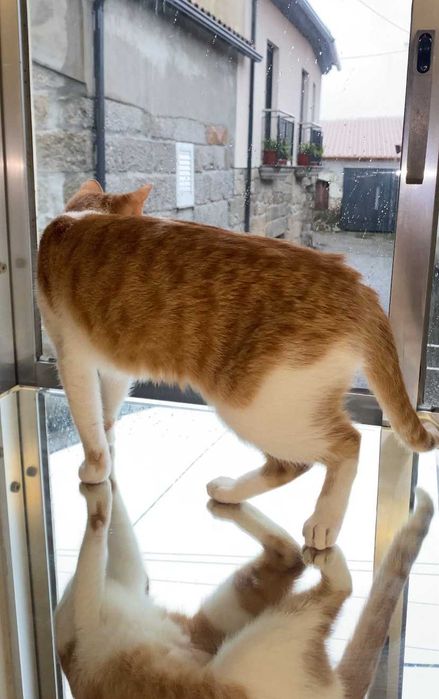 ESTERILIZADA | Gata jovem disponível para adoção responsável