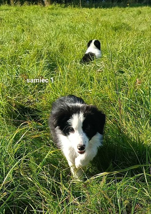 Border collie chłopiec z rodowodem