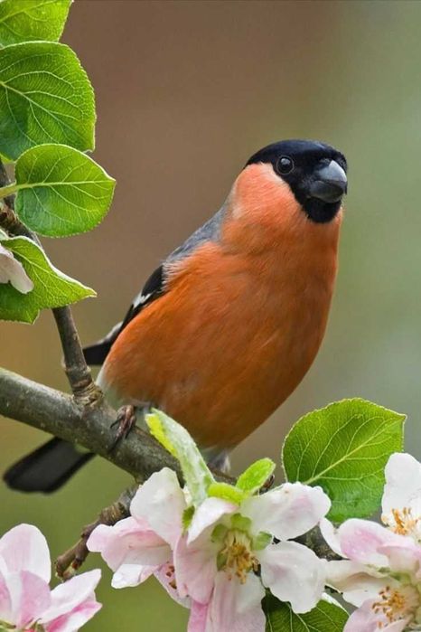 Vendo lugres anilhado macho