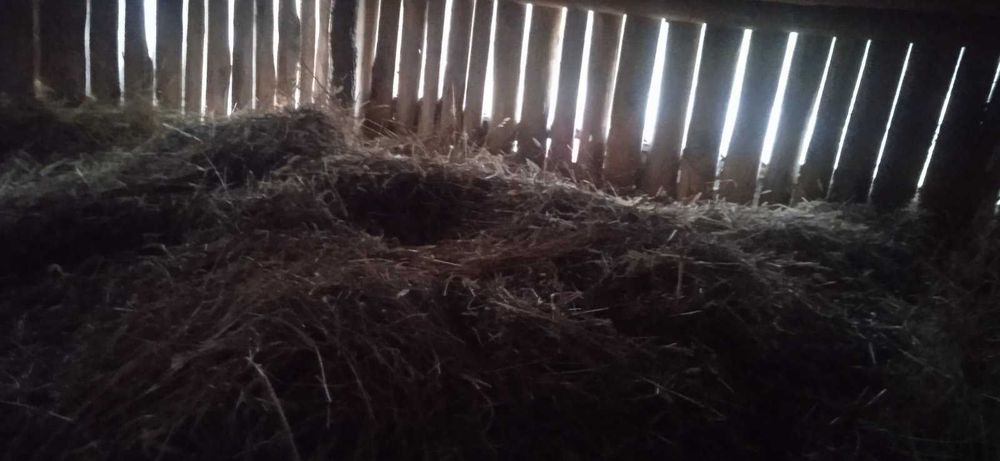 Продам сіно лугове ціна договірна