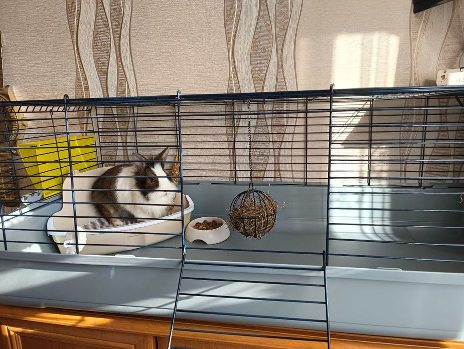 Sprzedam królika + klatka