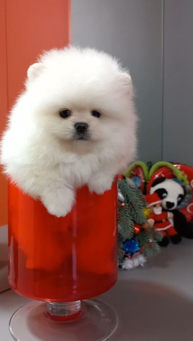 Шикарный  мини мальчик с документами