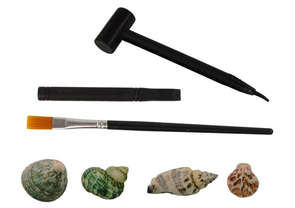 Archeologiczne wykopaliska muszle muszelki gips