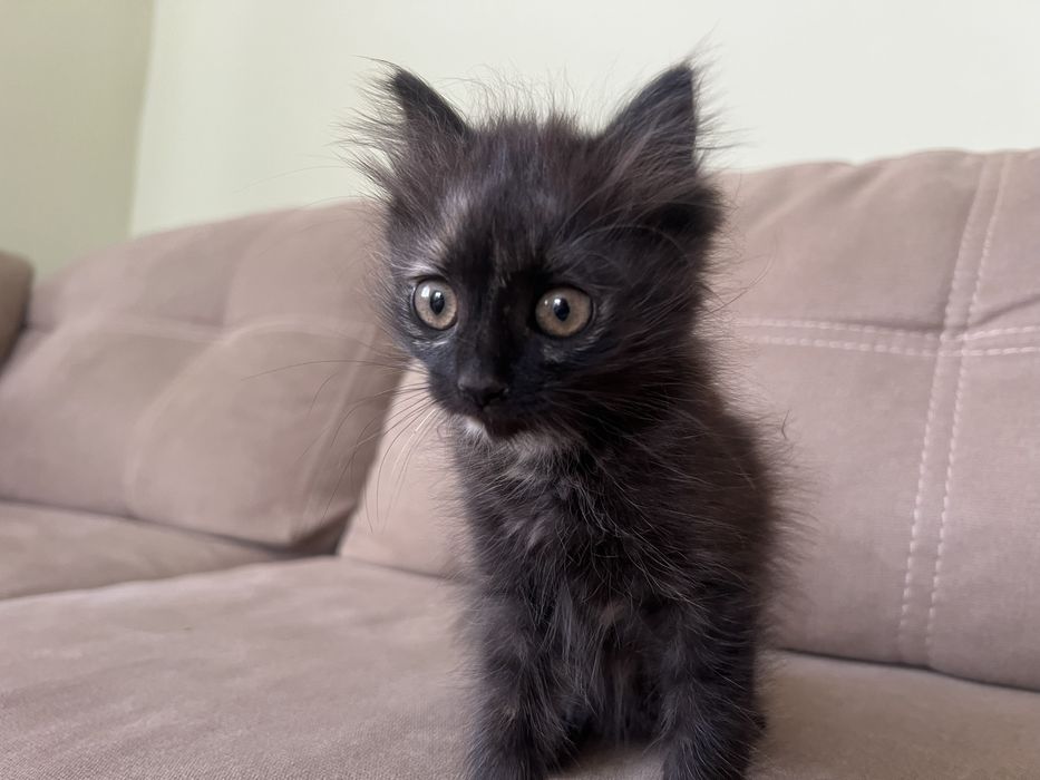 Віддам двох котенят