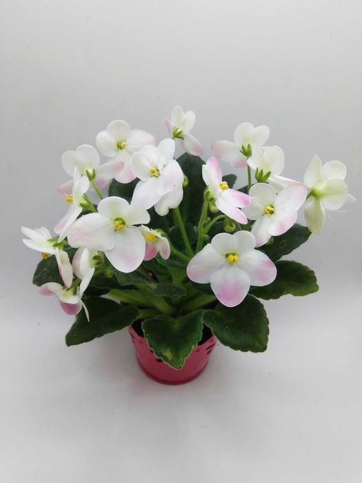 Міні та напівміні фіалки