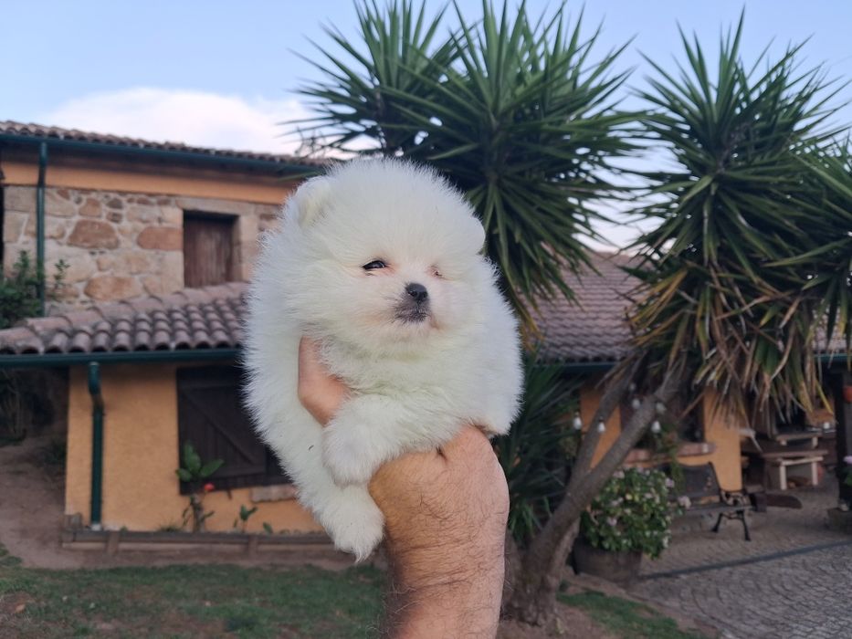 Spitz Fêmea miniatura com lop