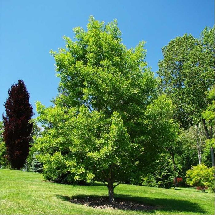 Sementes frescas de gingko biloba