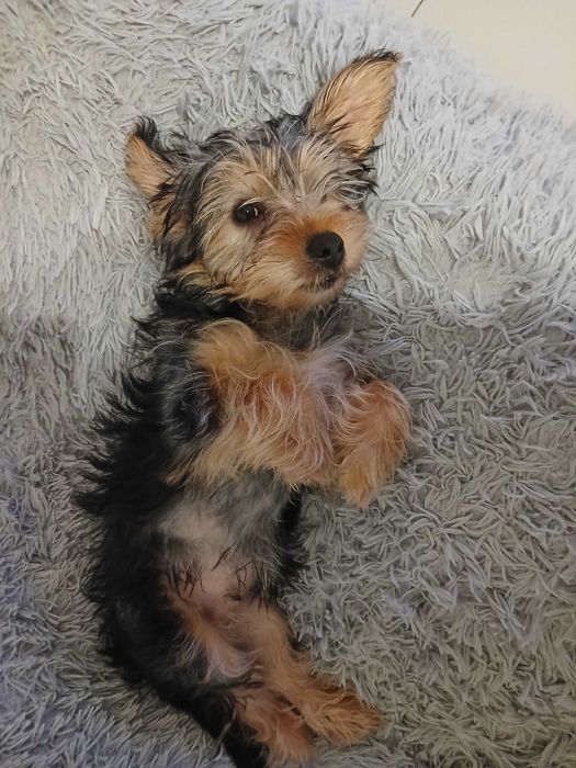 Yorkshire terrier