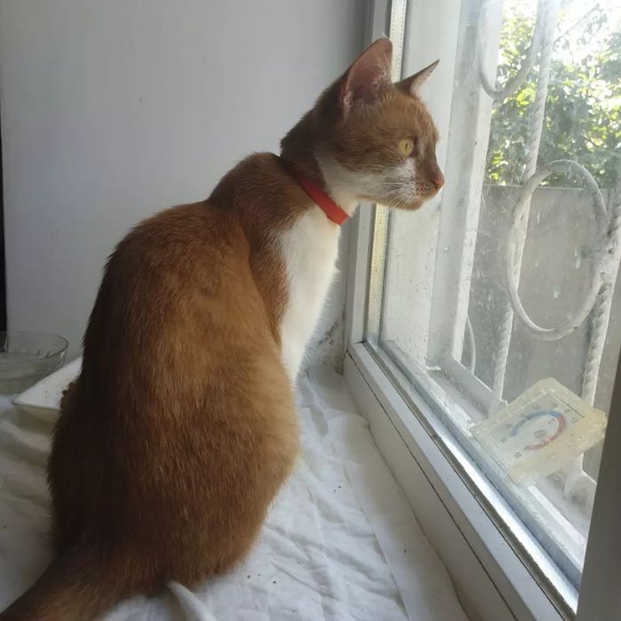 Отдам рыже-белую кошку, 1,5 года,стерилизована