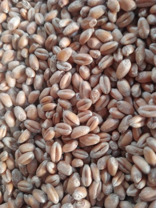 Mieszanka zboża gniecione wysyłka dla drobiu,kury kaczki,gęsi,kró