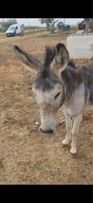 Burro Miniatura