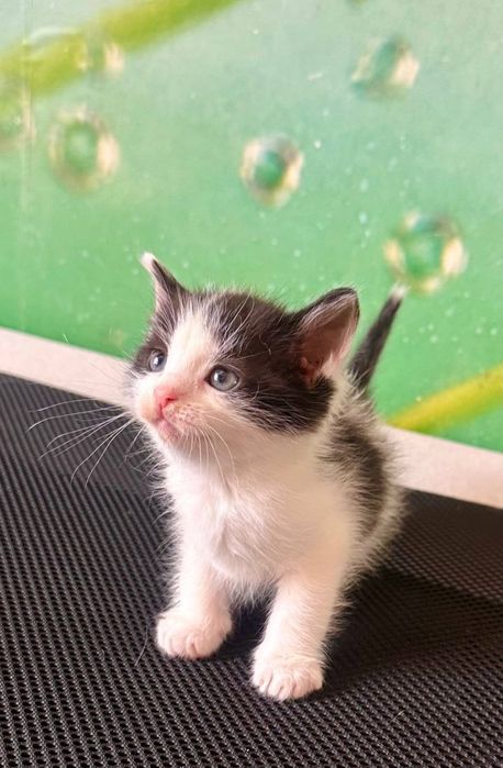 Отдам даром в добрые руки черно-белого котенка