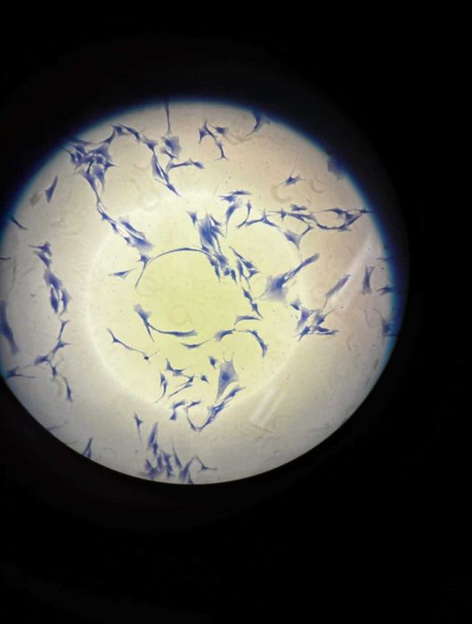 Korepetycje z biologii i chemii