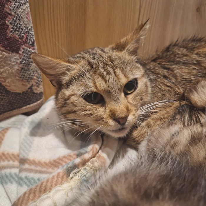 Kotek do adopcji- Luna jest młodą kotką, potrzebuje człowieka
