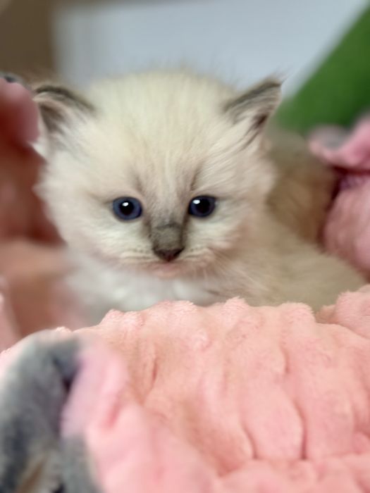 Cudowny kocurek Ragdoll
