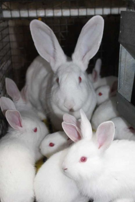 Кролі Термонська Біла. Термонці. Термондська. Термонский белый