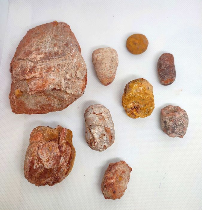 Fósseis coprólitos de Marrocos