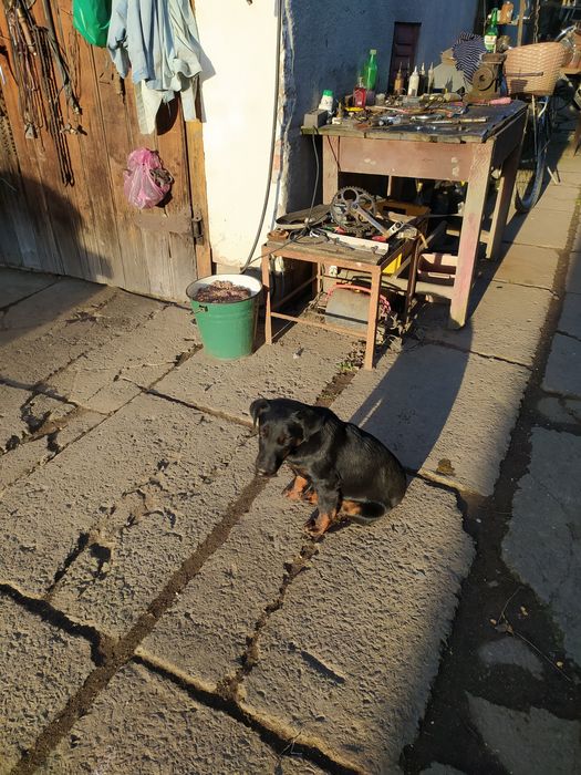 Ягтеріер чистокровний