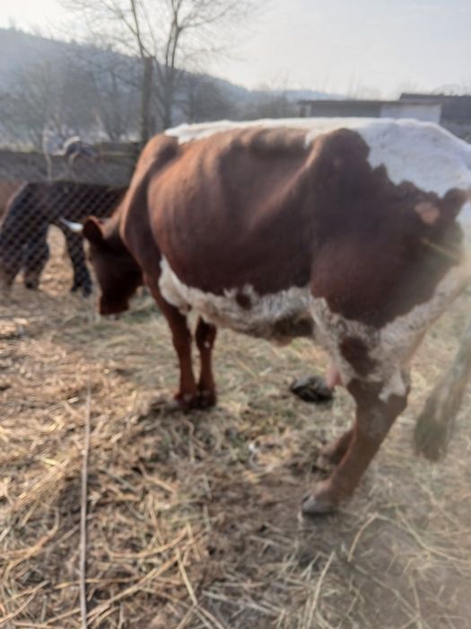 Продається корова