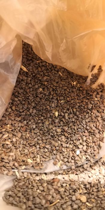 Sementes de Agrião da Terra