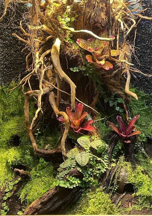 Zakładanie i serwis akwarium, terrarium.